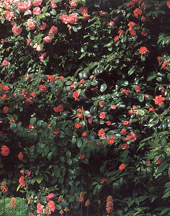 Camellia japonica Elegans